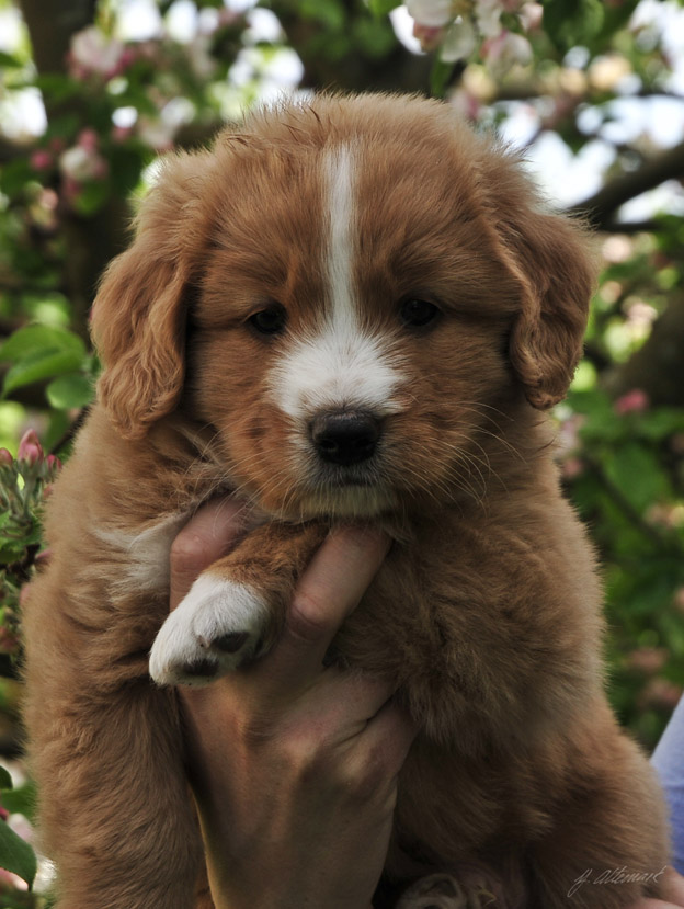 Chaplin 6 weeks